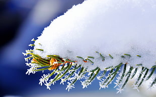 macro photography of snow covered plant HD wallpaper
